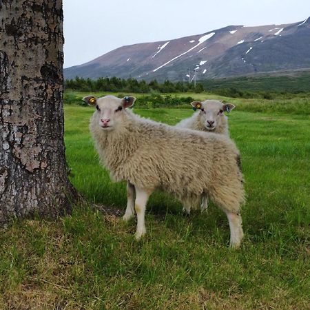 Litla-Sandfell Guesthouse Stora-Sandfell Esterno foto