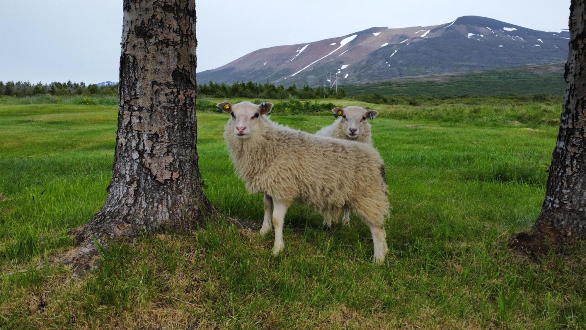 Litla-Sandfell Guesthouse Stora-Sandfell Esterno foto